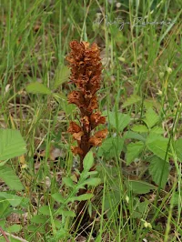 Foto: Centauriebremraap [Orobanche elatior] Tenella plas Oostvoorne (5jul2026)